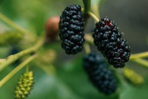 Вкусно, но потом будет грустно: стало известно чем опасна шелковица