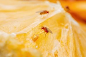 Как избавиться от плодовых мушек за 2 минуты — больше на кухне не появятся