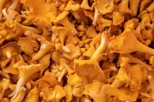 Маринованные грибы лисички на зиму